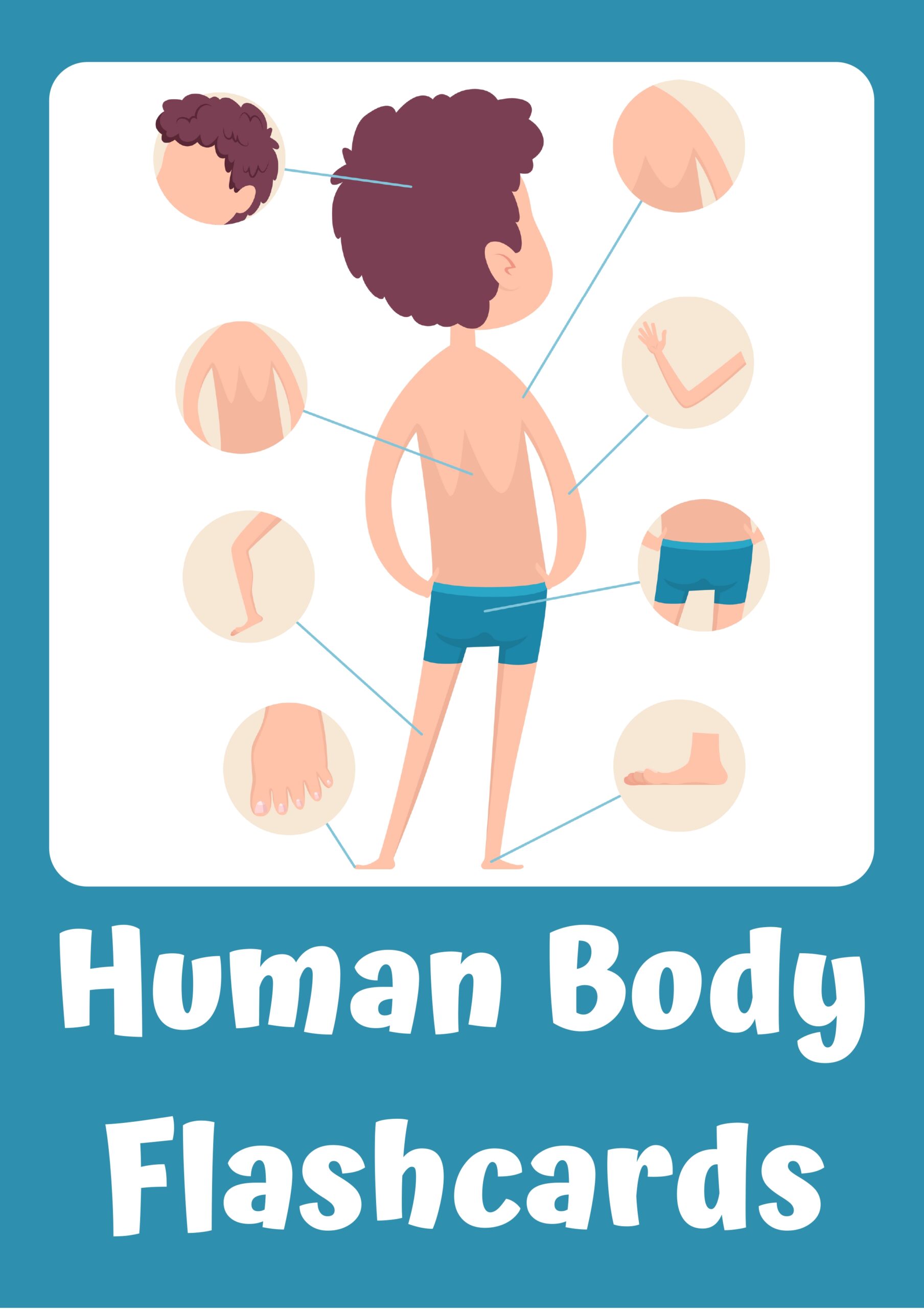 human budy Flashcards_page-0001 - Copy